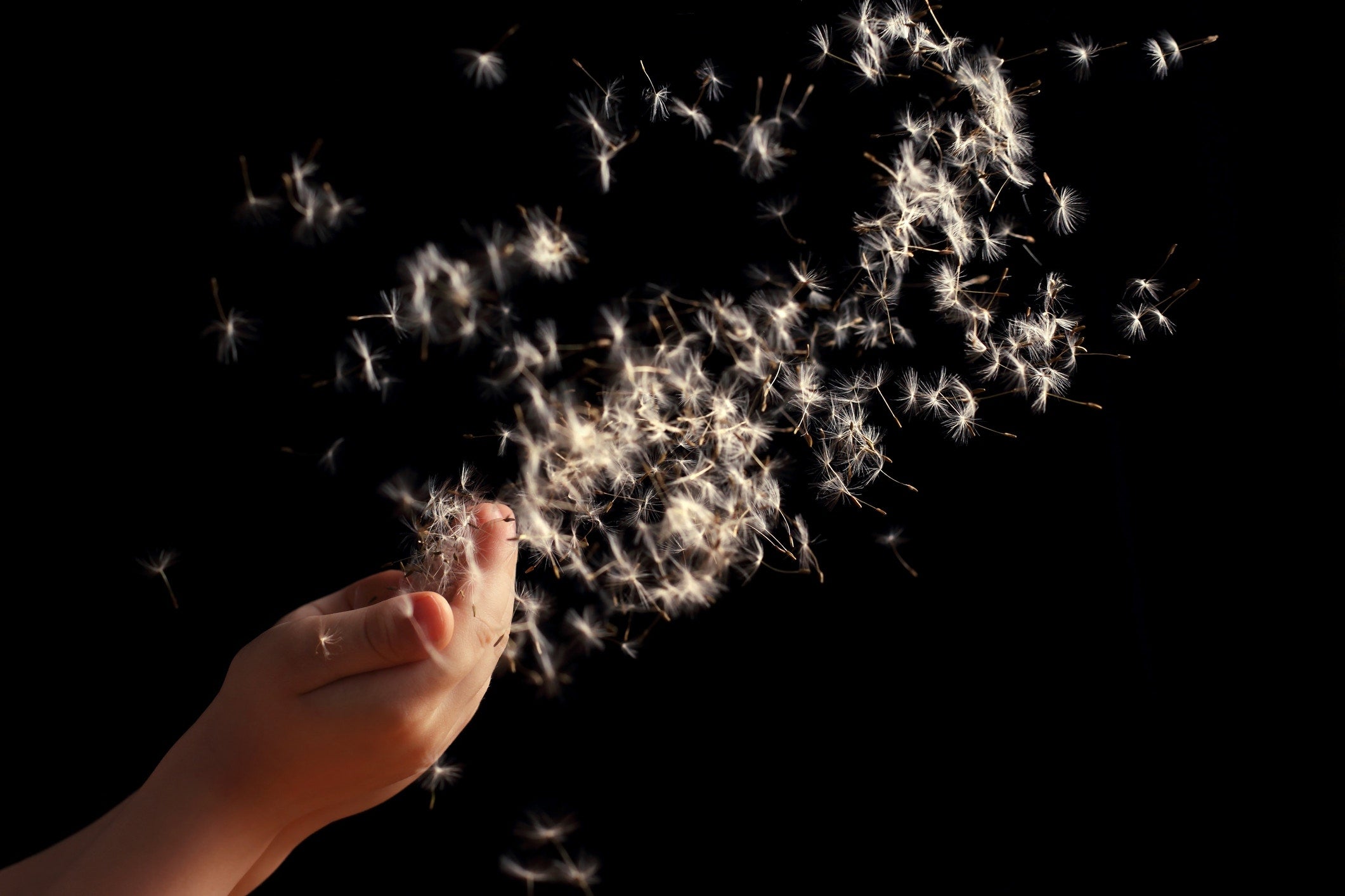 Dandelion Seeds Flying