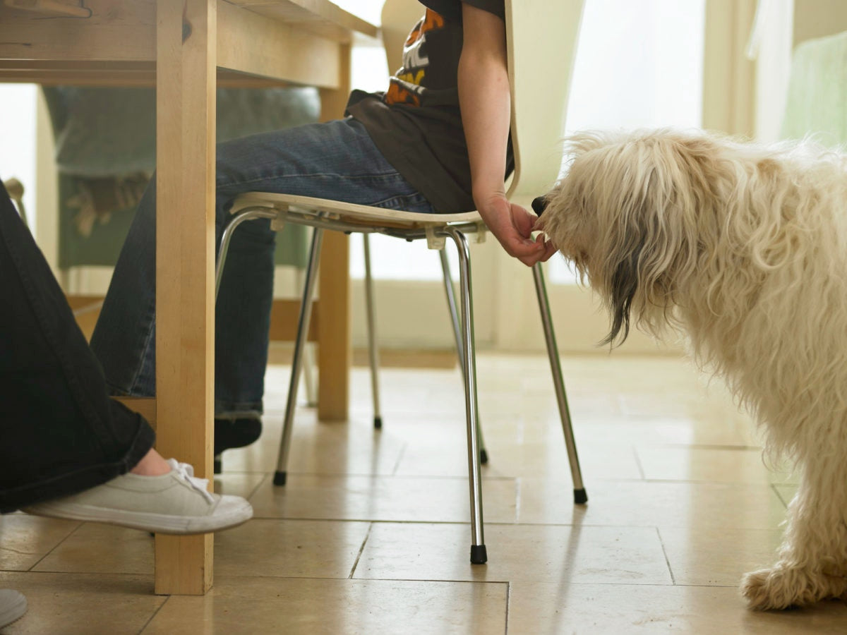 young girl sneakily feeding the dog at dinner table