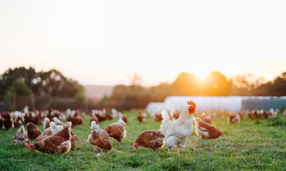 chickens in the field